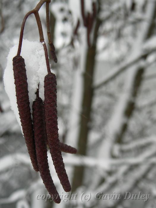 Catkins in the snow, Blackheath P1070129.JPG